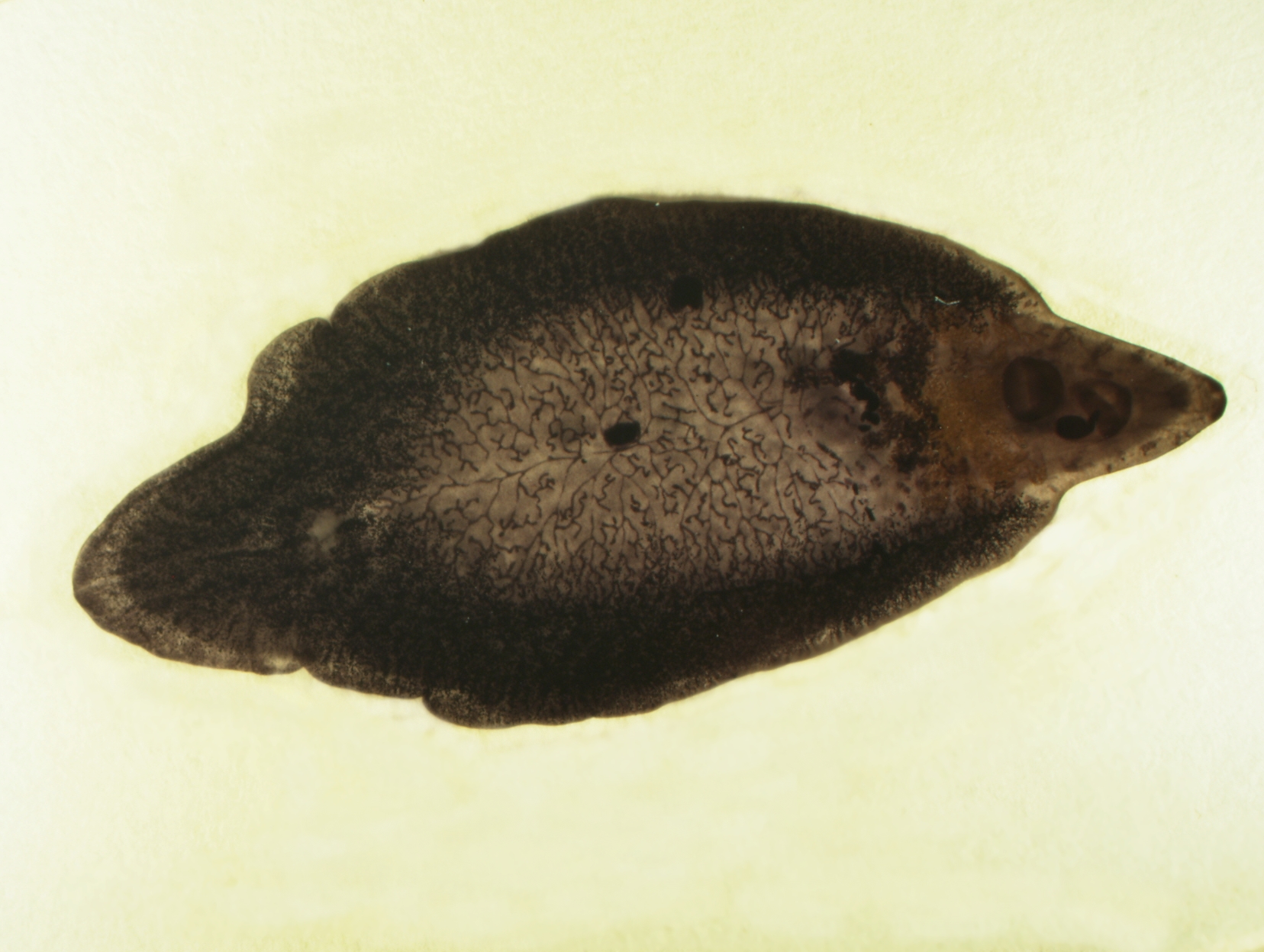Dospělec motolice jaterní (Fasciola hepatica)